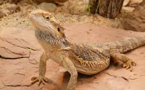 Bearded Dragon