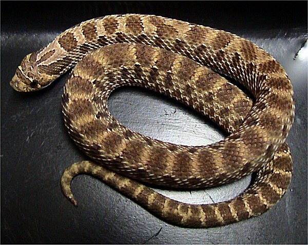 Eastern Hognose Snake